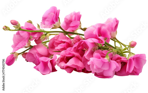 A vibrant bunch of pink flowers blooming against a clean white background