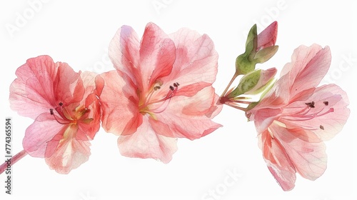 Delicate Pink Flower in Watercolor with Single Light and White Background Generative AI © Alex