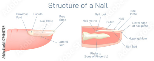 Structure and diagram of finger nail. Cross section and anatomy of nail vector illustration. Biology students study material and graphic lessons of nail anatomy. photo
