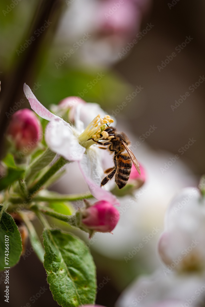 Fototapeta premium bee on a white and pink flower macro