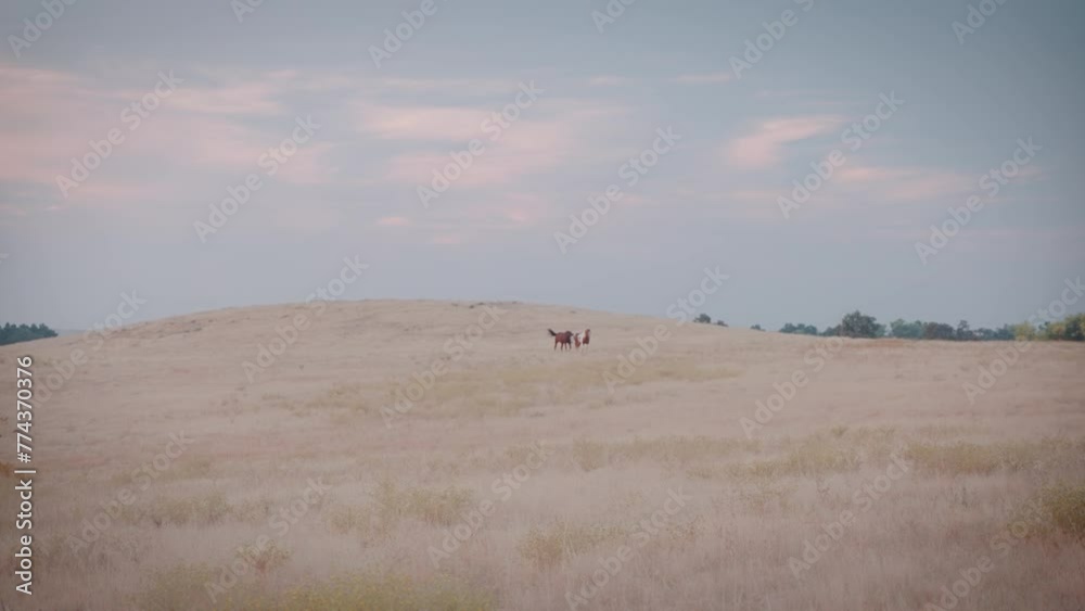 Horses Walking in a Pasture in the Distance Horses Walking in a Pasture in the Distance