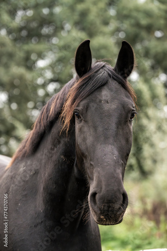 close up of a horse portrait black horse