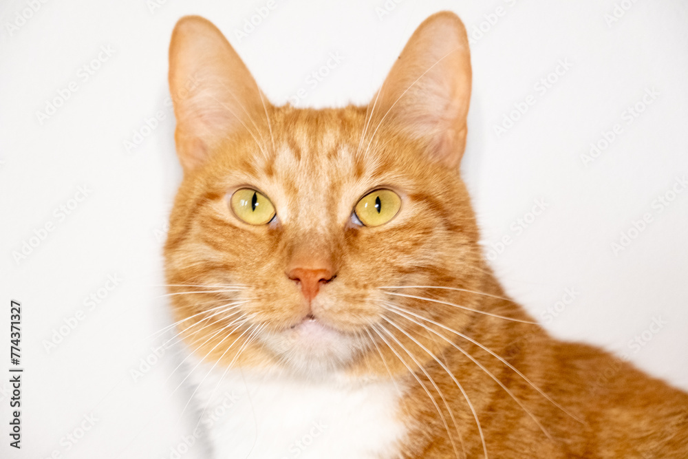 a close up of an orange and white cat with yellow eyes