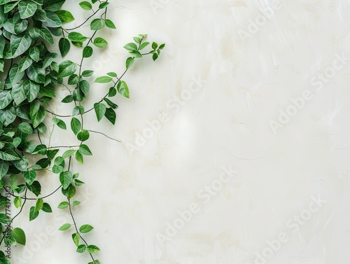 Green leaves climbing on a textured white wall with copy space