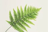 A vivid green fern frond presented against a clear background, symbolizing growth, nature, and the environment.
