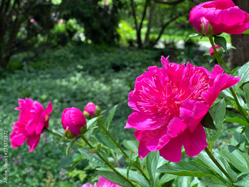 Brightly coloured peony Karl Rosenfield in the garden.