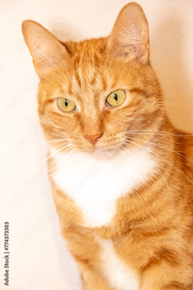 a close up of an orange and white cat with yellow eyes
