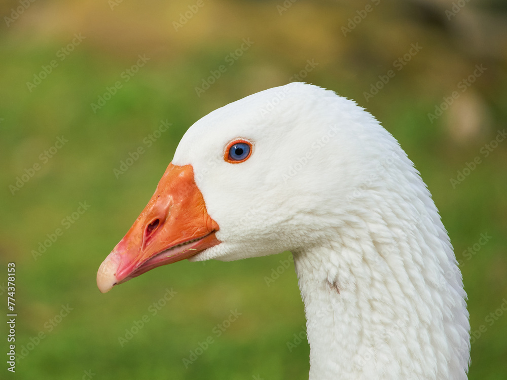 Fototapeta premium White duck with orange beak at Villa Borghese city park in Rome, Italy 