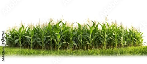 A selective focus picture of corn cob in organic corn field. AI generated © dheograft