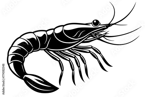 shrimp vector illustration