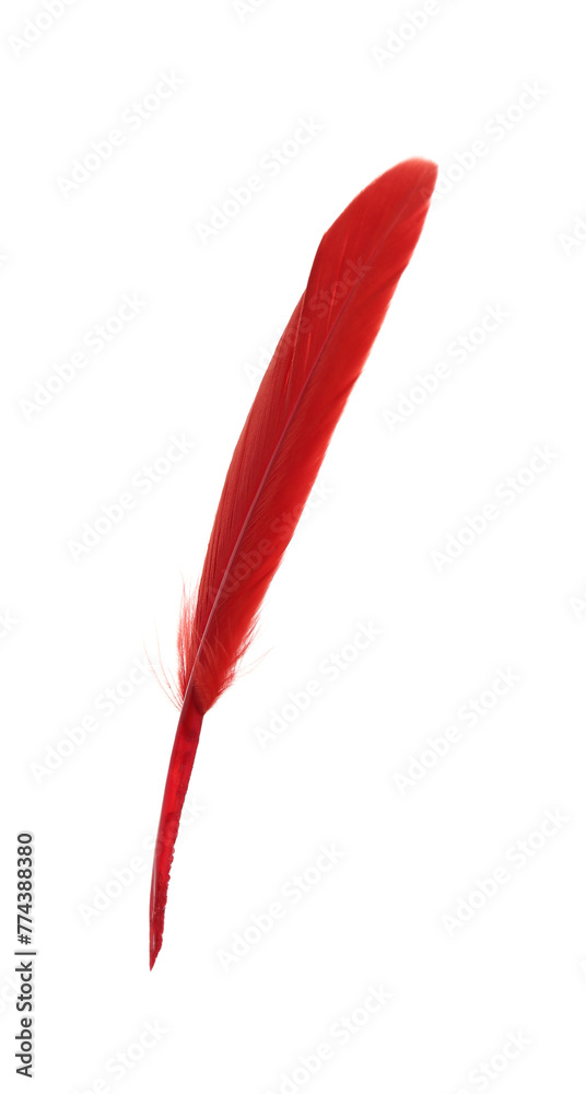 Fluffy beautiful red feather isolated on white Fluffy beautiful red feather isolated on white