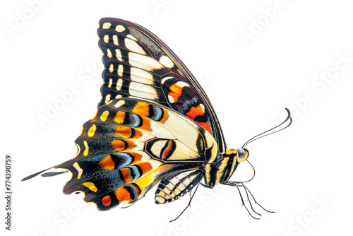 Beautiful Cramer Eighty-eight (Diaethria clymena) butterfly isolated on a white background. Side view photo