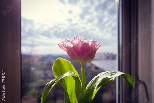Pink tulip near window in sunny day at home.