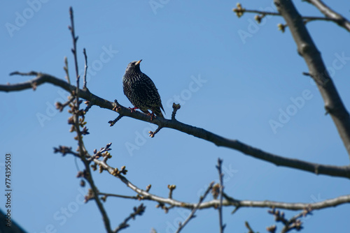 Common starling (Sturnus vulgaris) sitting in a tree in Zurich, Switzerland
