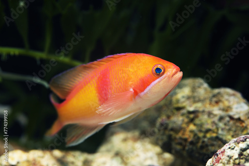 Male Red-belted anthias (Pseudanthias rubrizonatus)	 photo