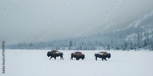 Three American bison walking through snow in Yellowstone National Park with a feeding herd in the background . Concept Wildlife Photography, Bison in Snow, Winter Scenes, Yellowstone National Park