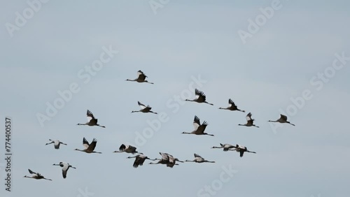 Birds in flight. Flock of cranes flies at background sky. Common Crane, Grus grus or Grus Communis, big bird in the natural habitat. Slow motion. photo