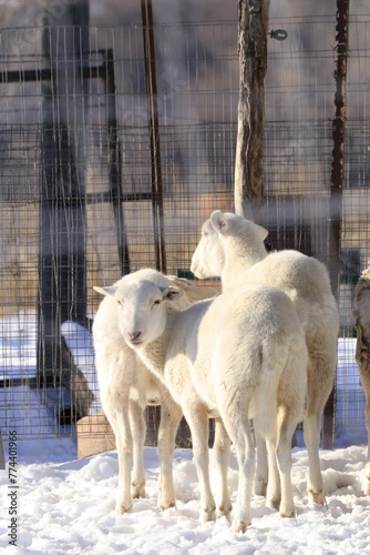 Farm sheep in the snow