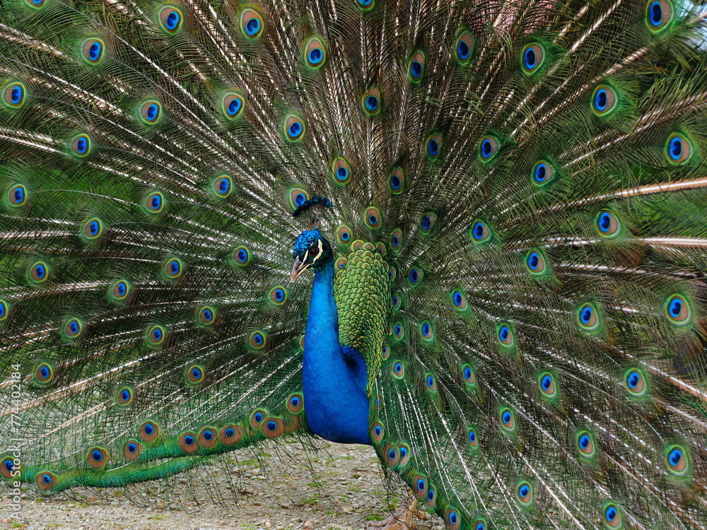 Fototapeta premium Pavo real con toda las plumas de la cola desplegadas con sus hermosos colores