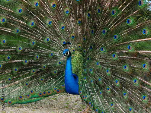 Pavo real con toda las plumas de la cola desplegadas con sus hermosos colores