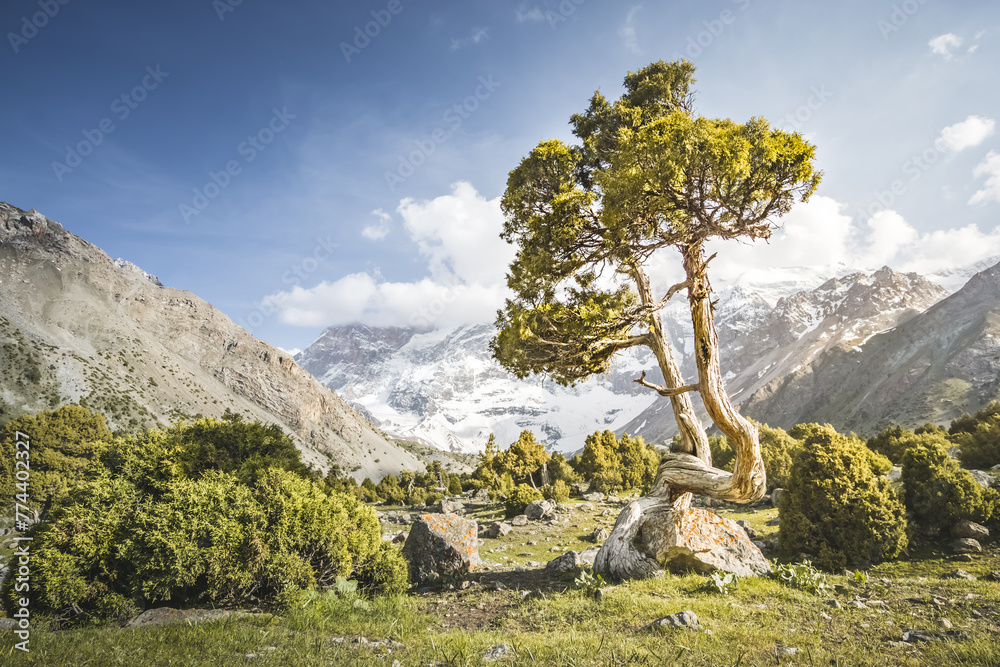 Archa tree bends against the backdrop of rocky high mountains with glaciers in the Fan Mountains in Tajikistan, Tien Shan highlands