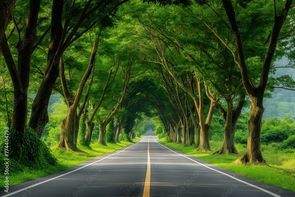 An empty road surrounded by trees and grass An empty road surrounded by trees and grass