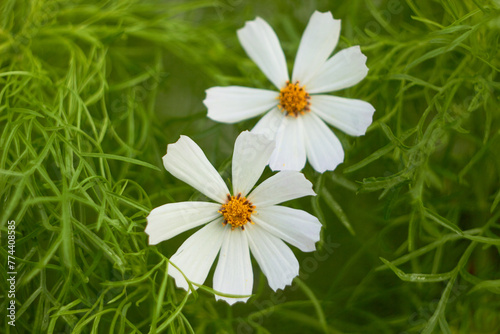 Cosmos flower (Cosmos Bipinnatus). Meadow summer flowers. Beautiful summer background.  © Nataliia