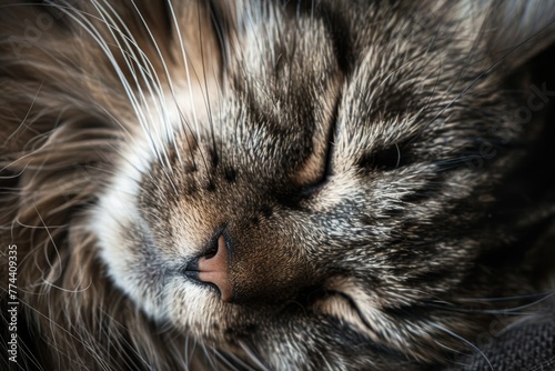 Cat sleeping portrait