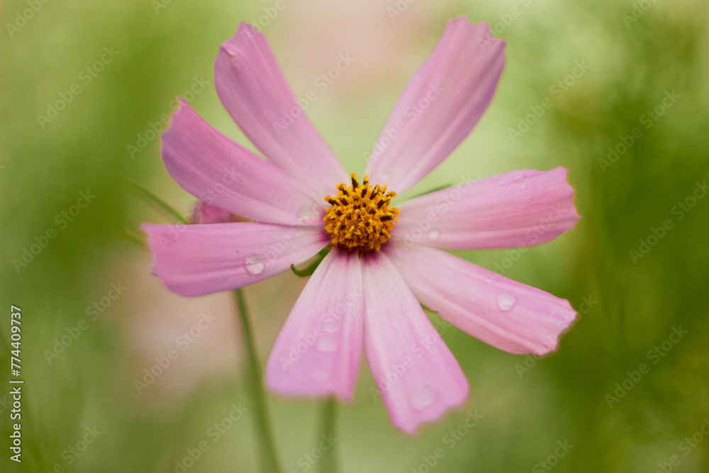 Pink cosmos flower (Cosmos Bipinnatus)on green background. Meadow summer flowers.
Pink cosmos flower (Cosmos Bipinnatus)on green background. Meadow summer flowers.