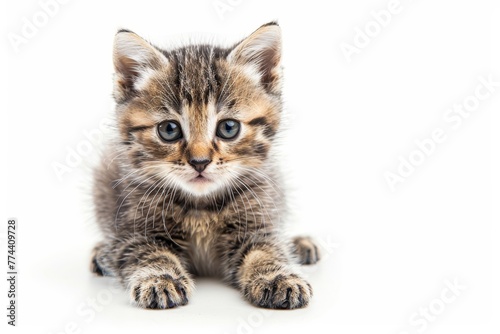 Charming European kitten on white background animal portrait