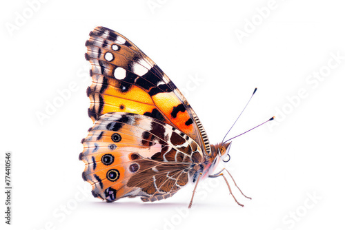 Beautiful Painted Lady butterfly isolated on a white background. Side view © boule1301
