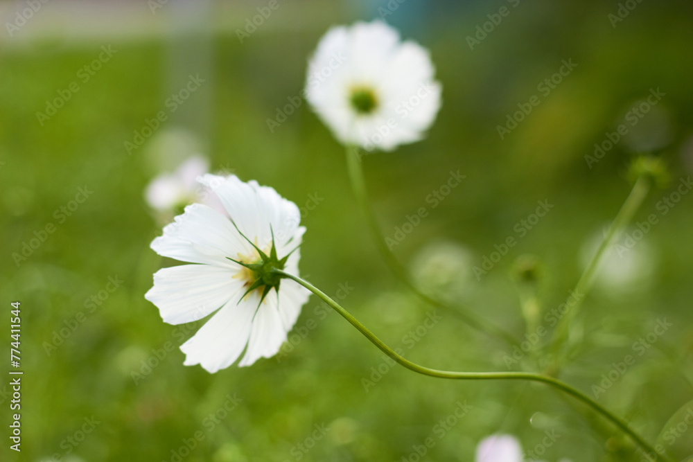 Cosmos flower (Cosmos Bipinnatus). Meadow summer flowers. Beautiful summer background.
