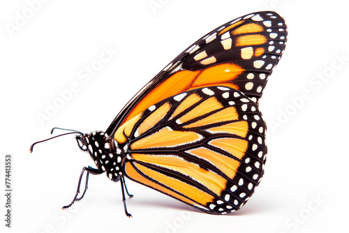 Beautiful Monarch butterfly isolated on a white background. Side view