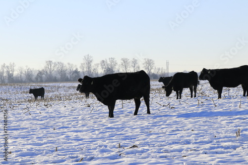  Angus cows in winter