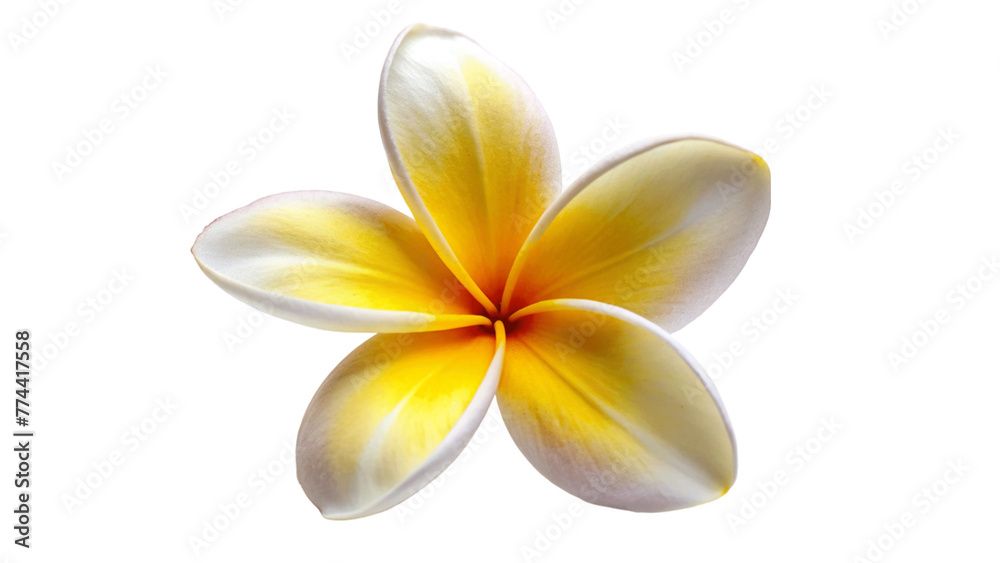 Naklejka premium A fresh frangipani-flower isolated on Transparent background.