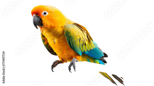 A vibrant yellow and blue parrot stands gracefully on a tree branch