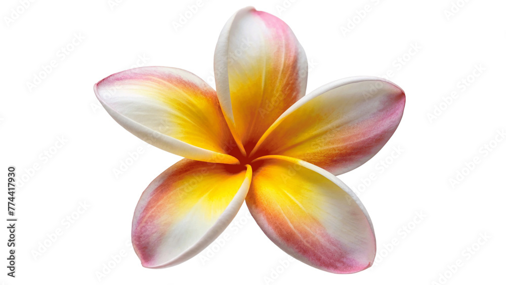 A fresh frangipani-flower isolated on Transparent background. A fresh frangipani-flower isolated on Transparent background.