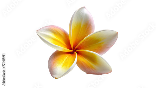A fresh frangipani-flower isolated on Transparent background.