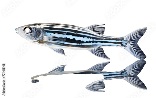 A black and white striped fish swimming gracefully on a white background