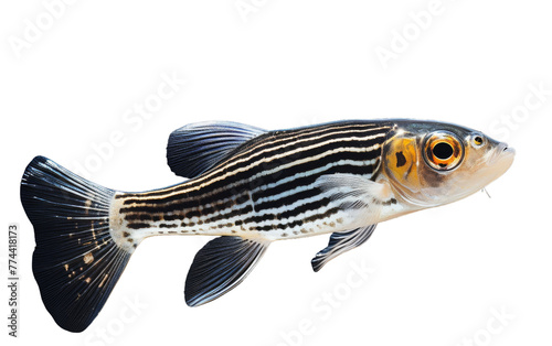 A striking black and white striped fish with vibrant orange eyes swimming gracefully