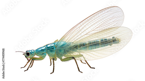 A captivating blue and green insect perched delicately on a white backdrop