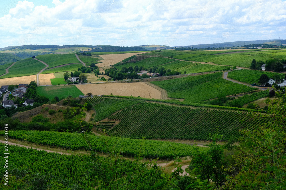 vineyard in region country, bad munster, rheinland pfalz