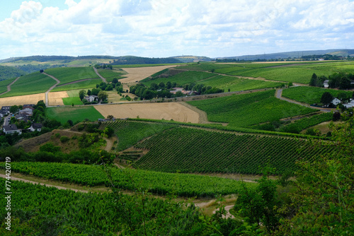 vineyard in region country, bad munster, rheinland pfalz