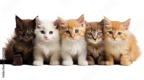 A group of adorable kittens sitting closely together in a row © momina
