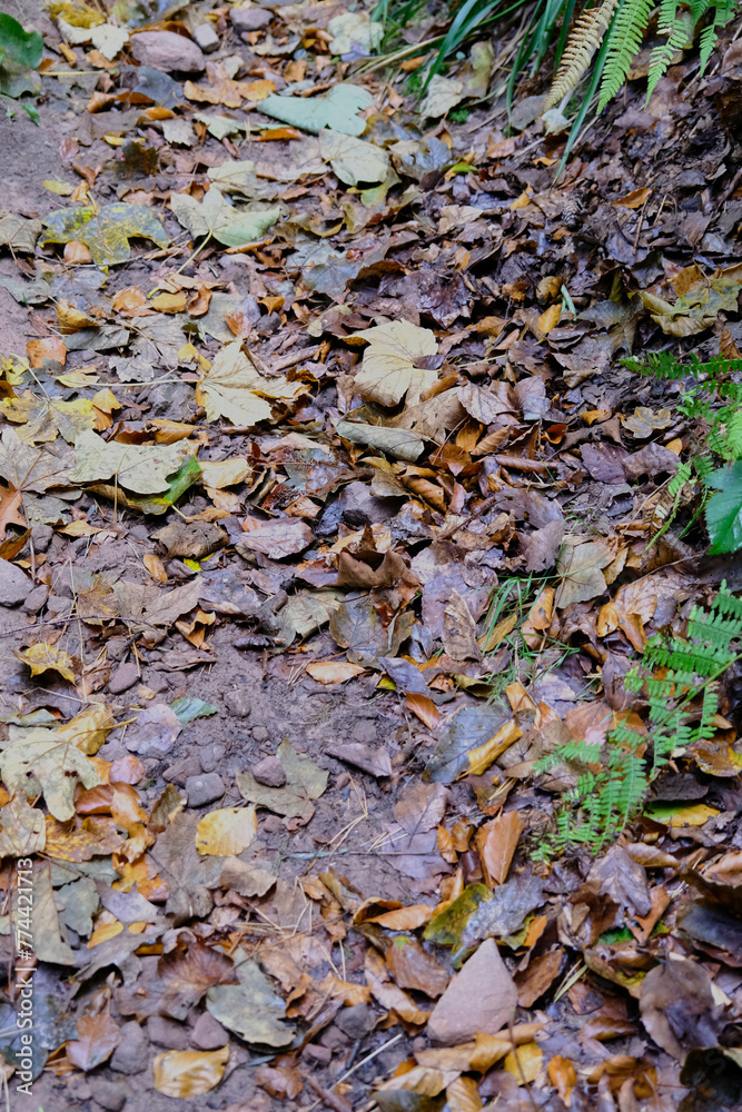 closeup on autumn leaves, wet closeup on autumn leaves, wet