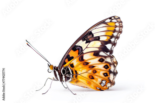 Beautiful Cramer Eighty-eight (Diaethria clymena) butterfly isolated on a white background. Side view photo