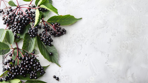 Dark elderberries and lush leaves on a pristine white background, casting soft shadows.