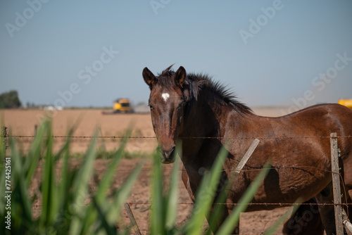 Medio cuerpo de caballo tras alambrado, en primer plano verde y máquina cosechadora desenfocada de fondo, enfoque selectivo, profundidad, paisaje campestre apaisado photo