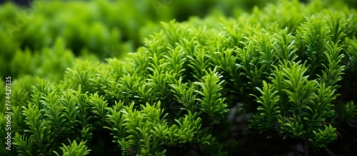 Close-up view of a lush bush of green plants contrasted against a dark backdrop  creating a striking image