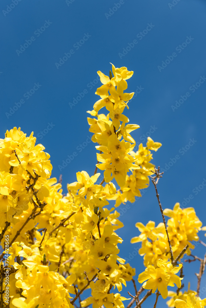 forsythia branches yellow blooming and blue sky. forsythia branches yellow blooming and blue sky.